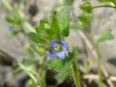 Veronica arvensis