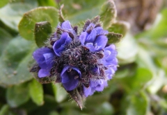 Veronica bellidioides