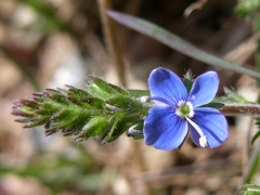 Veronica chamaedrys