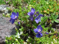 Veronica fruticans