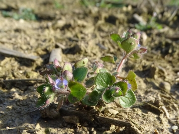 2017-03-12 Veronica hederifolia (1)