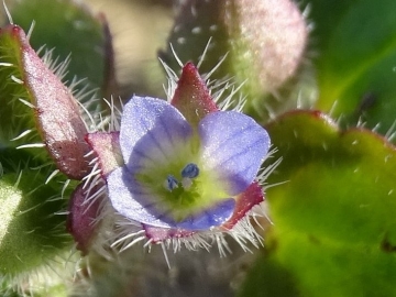 2017-03-12 Veronica hederifolia (3)