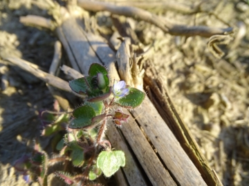 2017-03-12 Veronica hederifolia (5)