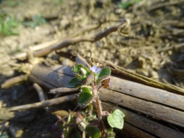 2017-03-12 Veronica hederifolia (7)