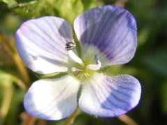 Veronica persica