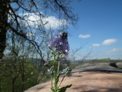 Veronica prostrata