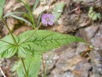 2009-05-24 Piz Tri 038