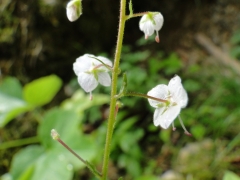 Veronica urticifolia