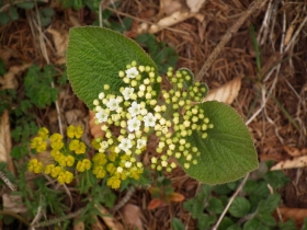 2011-04-16 monte Stivo (28)