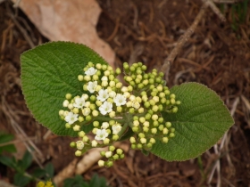 2011-04-16 monte Stivo (29)