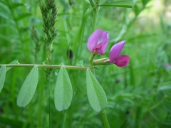 Vicia sativa