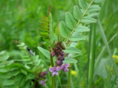 Vicia sepium