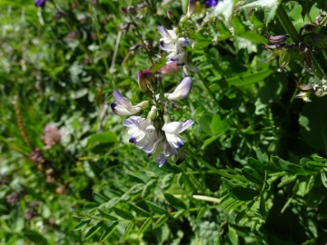 2022-07-09-Vicia-sylvatica-passo-del-Frate-44