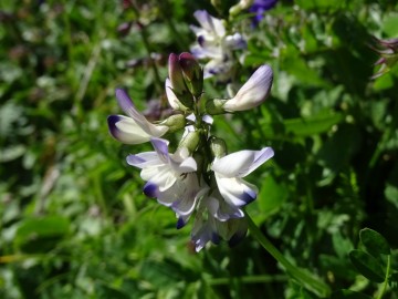 2022-07-09-Vicia-sylvatica-passo-del-Frate-46