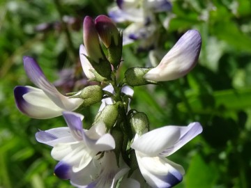 2022-07-09-Vicia-sylvatica-passo-del-Frate-47