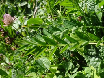 2022-07-09-Vicia-sylvatica-passo-del-Frate-48