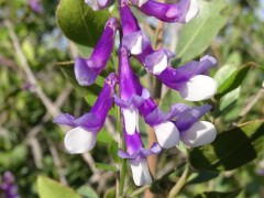 Vicia villosa