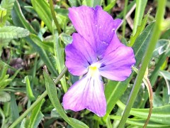 Viola calcarata sbs.cavillieri