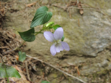 2012-06-02_03 Linge Valmalza 130