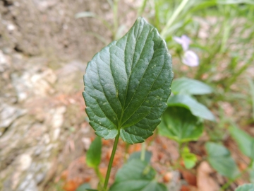 2012-06-02_03 Linge Valmalza 136