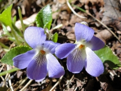 Viola collina