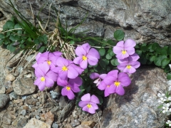 Viola comollia