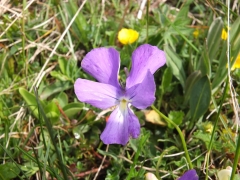 Viola culminis