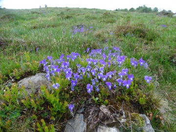 2020-05-10-malga-GAndina-e-Viola-culminis-16