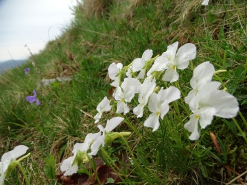 2020-05-10-malga-GAndina-e-Viola-culminis-24