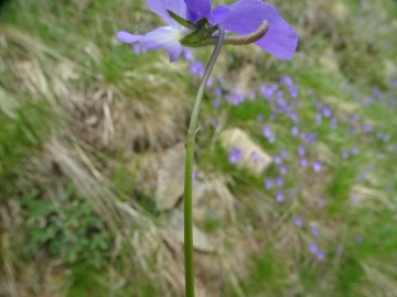 2020-05-10-malga-GAndina-e-Viola-culminis-40