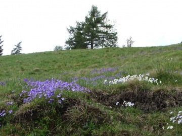 2020-05-10-malga-GAndina-e-Viola-culminis-41