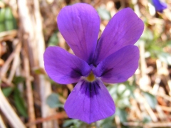 Viola dubyana