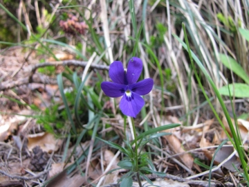 2009-05-17 cime Tombea 019