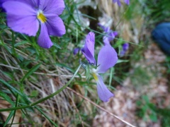 Viola ferrarinii