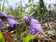 Viola hirta