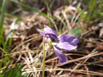 2013-04-03  Viole campiani 017