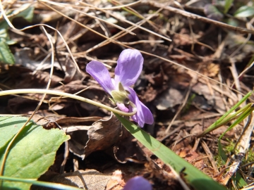 2013-04-03  Viole campiani 018