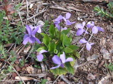 2013-04-03  Viole campiani 050