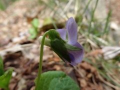 Viola mirabilis