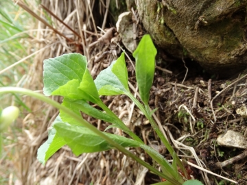 2014-04-05  campei de font 048