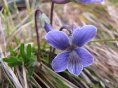 Viola pinnata