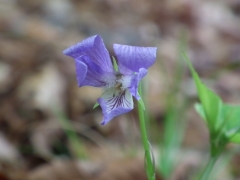 Viola reichenbachiana