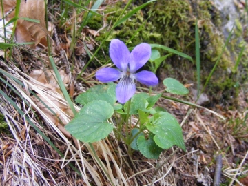 2009-05-17 Monte Tombea 006