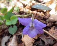 Viola riviniana