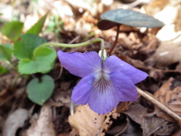 2012-04-09 monte Corno Ledro 1730 075