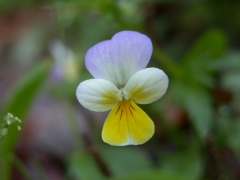 Viola tricolor