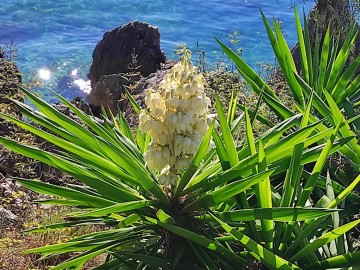 2022-10-07-Corfu-Yucca-Gigantea-1