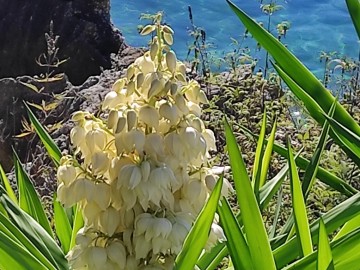 2022-10-07-Corfu-Yucca-Gigantea-3