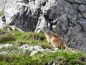 2018-06-24 Zuccone dei Campelli (38)