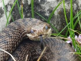 2018-06-24 Zuccone dei Campelli (82)